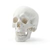 Medarchitect White Skull Anatomical Model UL105 Wall Mount-6