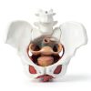 Female Pelvic Floor Model Benilev Life Size Hand Painted PVC-3