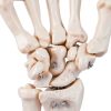 LVCHEN Human Hand Skeleton Model Anatomical Educational Tool with-3