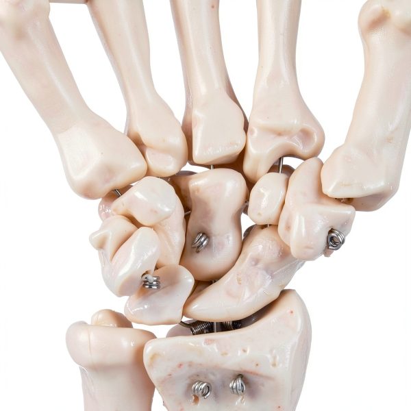 LVCHEN Human Hand Skeleton Model Anatomical Educational Tool with-3