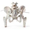 Merinden Female Pelvis Model Life‑Size with Elastic Cords-3