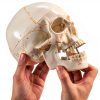 Anatomical Skull Model Medarchitect UL127 Laser Etched PVC Kit-4