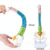 Ruiishunyy Mini Spine Model 1/2 Scale Anatomical Display-1