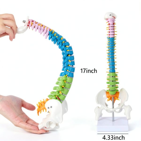 Ruiishunyy Mini Spine Model 1/2 Scale Anatomical Display-1
