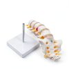 Lumbar Spine Anatomy Model by breesky Life Size PVC 5 Vertebrae-2
