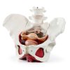 Female Pelvic Floor Model Benilev Life Size Hand Painted PVC-6
