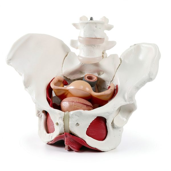 Female Pelvic Floor Model Benilev Life Size Hand Painted PVC-6