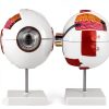 Eye Anatomical Model QWORK PVC 6X Magnification Educational Tool-1