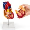 QWORK PVC Heart Anatomical Model 2‑Part Magnetic Mount Life‑Size Kit-1