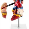 Heart Anatomical Model 2‑Piece PVC Educational Set by QWORK Red-4