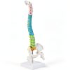 Ruiishunyy Mini Spine Model 1/2 Scale Anatomical Display-0