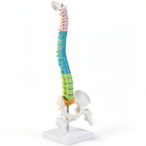 Ruiishunyy Mini Spine Model 1/2 Scale Anatomical Display-0
