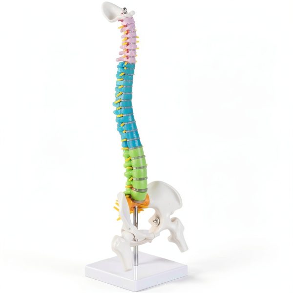 Ruiishunyy Mini Spine Model 1/2 Scale Anatomical Display-0