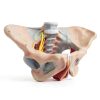 Benilev Female Pelvic Floor Model Life Size Anatomical Aid NA586-2