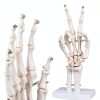 LVCHEN Human Hand Skeleton Model Anatomical Educational Tool with-4