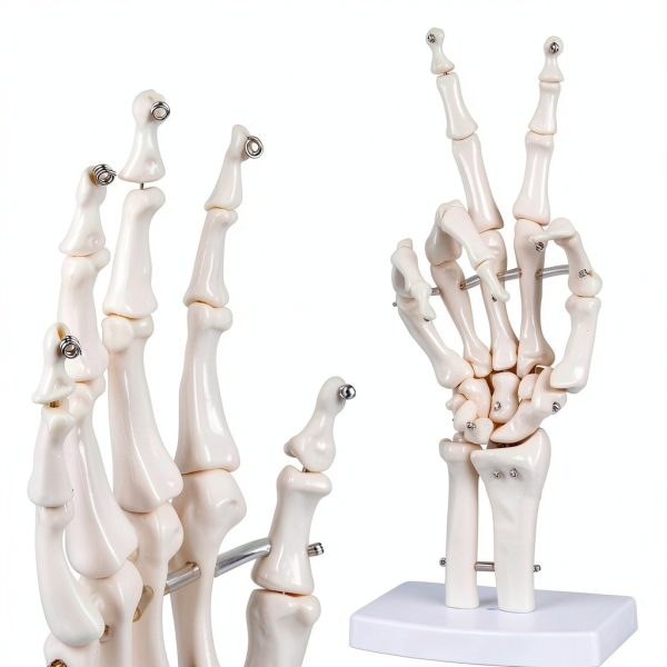 LVCHEN Human Hand Skeleton Model Anatomical Educational Tool with-4