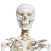 Breesky 70.8 Inch Human Skeleton Model with Articulated Bones-1