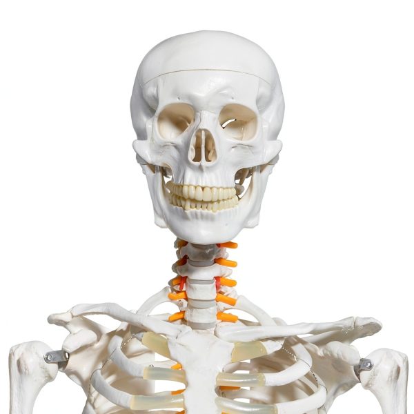 Breesky 70.8 Inch Human Skeleton Model with Articulated Bones-1
