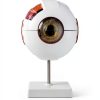 Eye Anatomical Model QWORK PVC 6X Magnification Educational Tool-5
