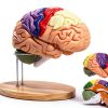 2X Life-Size Brain Model HYTRDFS Anatomical Model with Color Labels-0