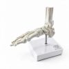Evotech Scientific Human Foot Skeleton Model Bone Cast Flexible Joint-5
