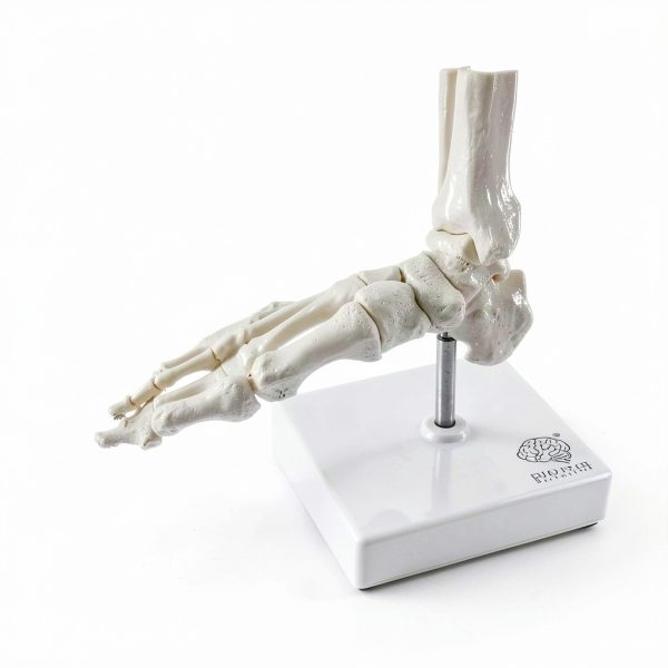 Evotech Scientific Human Foot Skeleton Model Bone Cast Flexible Joint-5