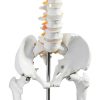 Breesky 70.8 Inch Human Skeleton Model with Articulated Bones-4