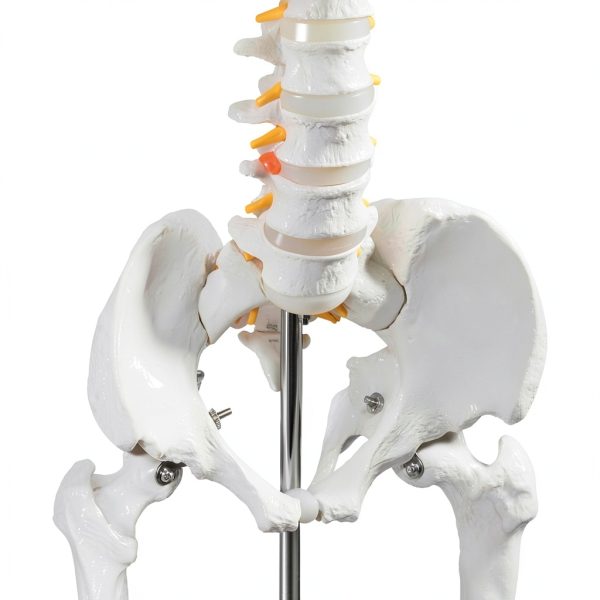 Breesky 70.8 Inch Human Skeleton Model with Articulated Bones-4