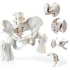 Merinden Female Pelvis Model Life‑Size with Elastic Cords-4