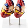 Heart Anatomical Model 2‑Piece PVC Educational Set by QWORK Red-7