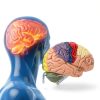 Human Brain Model AnatomyPro with Color‑coded Areas-2