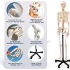 Human Skeleton Model 70" Life Size PVC Kit with Rolling Base-5