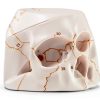 Anatomical Skull Model Medarchitect UL127 Laser Etched PVC Kit-2