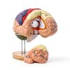 Human Brain Model AnatomyPro with Color‑coded Areas-7