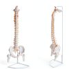 Ruiishunyy Human Spine Model Life Size Flexible PVC Educational Tool-3