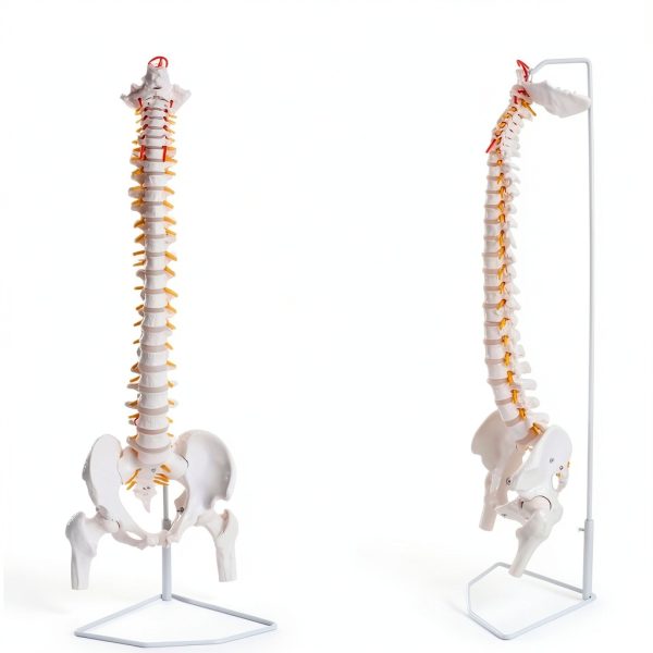 Ruiishunyy Human Spine Model Life Size Flexible PVC Educational Tool-3