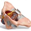 Benilev Female Pelvic Floor Model Life Size Anatomical Aid NA586-4