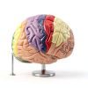 Human Brain Model AnatomyPro with Color‑coded Areas-4