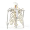 Human Skeleton Model 70" Life Size PVC Kit with Rolling Base-3