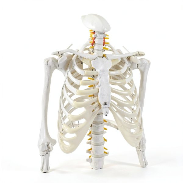 Human Skeleton Model 70" Life Size PVC Kit with Rolling Base-3