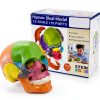 Anatomy Exploded Skull Model NEW HORIZON Large Colorful 15‑Piece-6