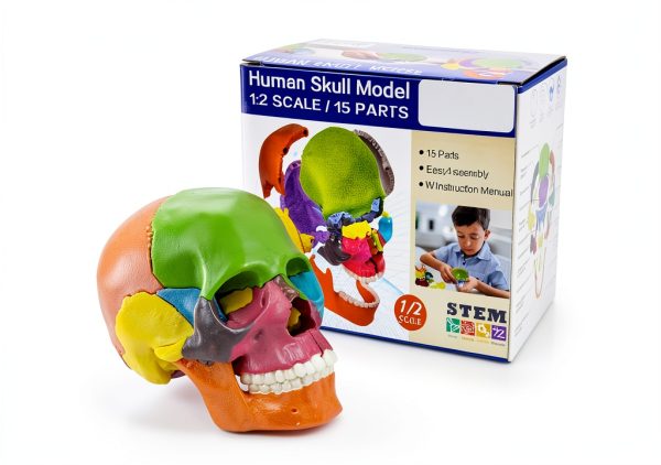 Anatomy Exploded Skull Model NEW HORIZON Large Colorful 15‑Piece-6