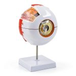 Wadoy Eye Anatomy Model 6Xeyemodel PVC Non‑Toxic 7‑Part Kit-0
