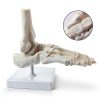 Evotech Scientific Human Foot Skeleton Model Bone Cast Flexible Joint-7