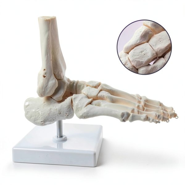 Evotech Scientific Human Foot Skeleton Model Bone Cast Flexible Joint-7