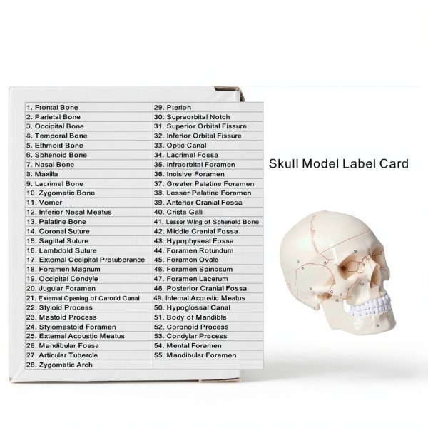 LANDIE Anatomical Skull Model with Magnetic Joints and Movable Jaw-5