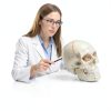 LANDIE Anatomical Skull Model with Magnetic Joints and Movable Jaw-7