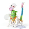 Ruiishunyy Mini Spine Model 1/2 Scale Anatomical Display-4