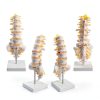 Lumbar Spine Anatomy Model by breesky Life Size PVC 5 Vertebrae-5