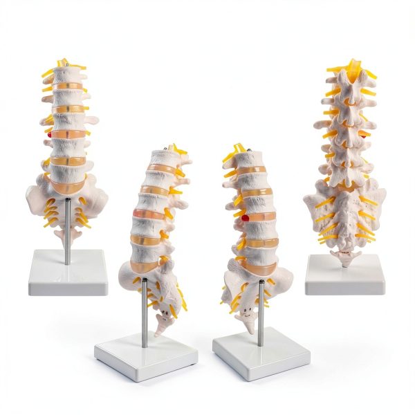 Lumbar Spine Anatomy Model by breesky Life Size PVC 5 Vertebrae-5